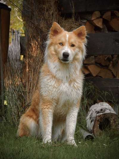 Die Dogorama Kalender Challenge 4/4-Beitrag-Bild