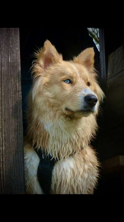 Zeigt mir eure Schäferhund Mischlinge :-)-Beitrag-Bild