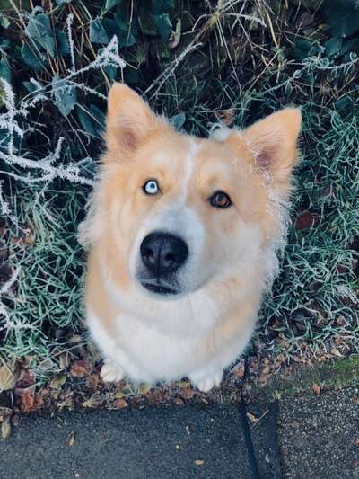 Mischlingshunde Foto Aufruf-Beitrag-Bild