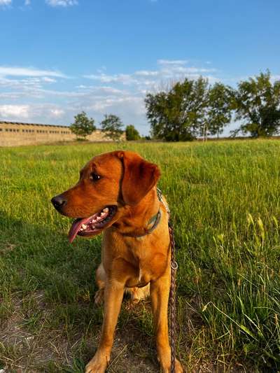 Hundetreffen-Social Walk-Bild