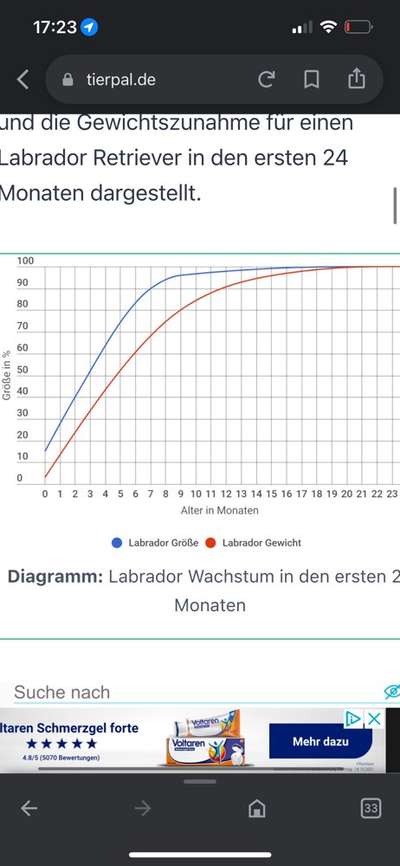 Wachstum beim Labrador-Beitrag-Bild