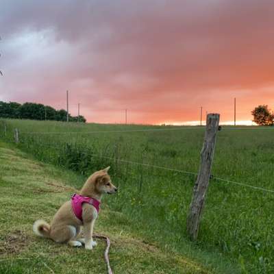 Hundetreffen-Spiel- & Gassifreund gesucht-Bild