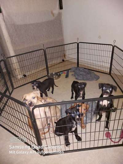 Als Welpen sind sie alle noch süßer-Beitrag-Bild