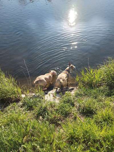 Dogorama-Monats-Challenge-Mai "Wasser"-Beitrag-Bild