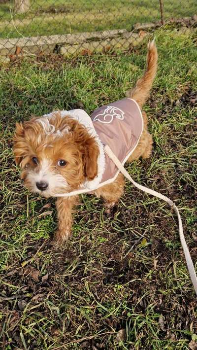 Maltipoo Freunde-Beitrag-Bild