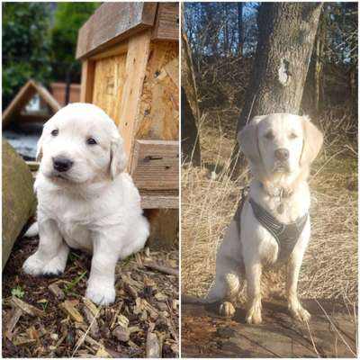 Wo sind die Golden Retriever Liebhaber?-Beitrag-Bild