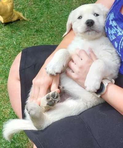 Wo sind die Golden Retriever Liebhaber?-Beitrag-Bild