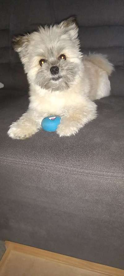 Unsere Fellnasen-Vielfalt im Überblick!-Beitrag-Bild