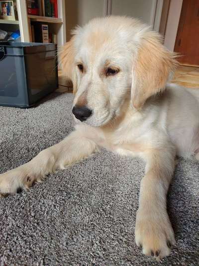 Wo sind die Golden Retriever Liebhaber?-Beitrag-Bild