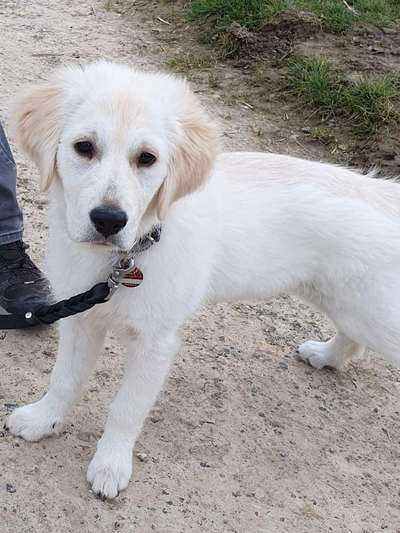 Wo sind die Golden Retriever Liebhaber?-Beitrag-Bild