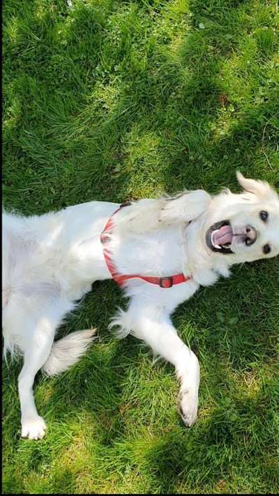 Wo sind die Golden Retriever Liebhaber?-Beitrag-Bild