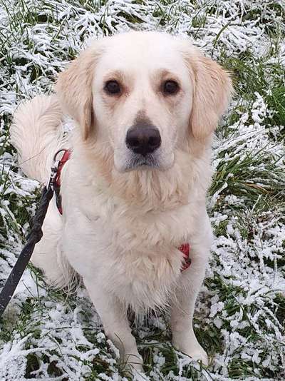 Wo sind die Golden Retriever Liebhaber?-Beitrag-Bild