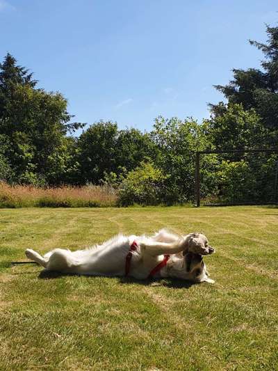 Wo sind die Golden Retriever Liebhaber?-Beitrag-Bild