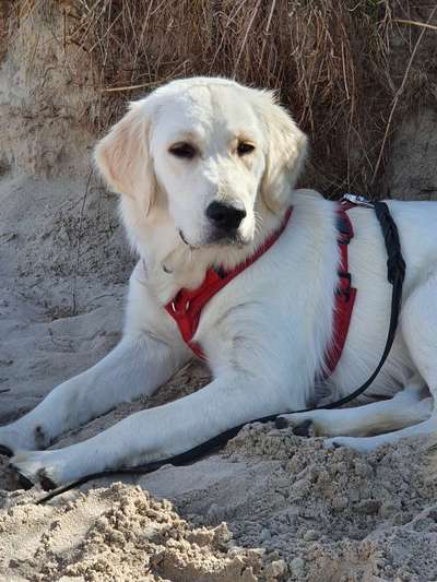 Wo sind die Golden Retriever Liebhaber?-Beitrag-Bild