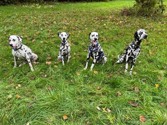 Hundetreffen-Dalmatiner Treffen-Bild