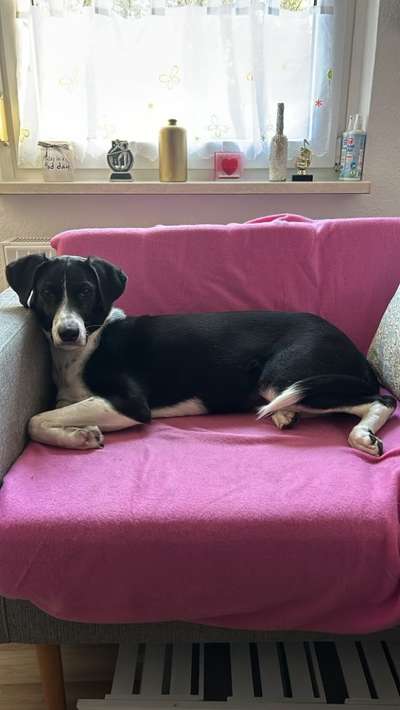 TierschutzhundeStammtisch🐕-Beitrag-Bild