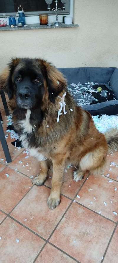 Dogorama Photo Challenge - Portrait-Beitrag-Bild