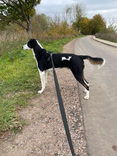 Hundetreffen-Gemeinsame Gassirunden-Bild