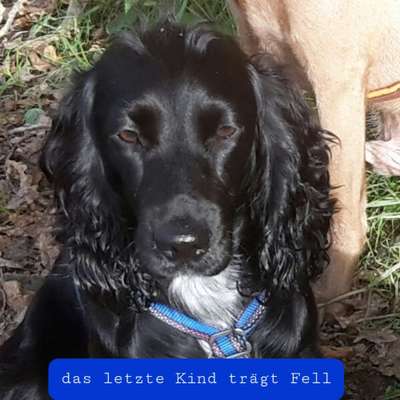 Englisch Cocker Spaniel-Beitrag-Bild