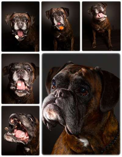 Deutsche Boxer-Beitrag-Bild