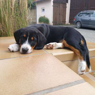 Hundetreffen-Spielfreund gesucht-Bild