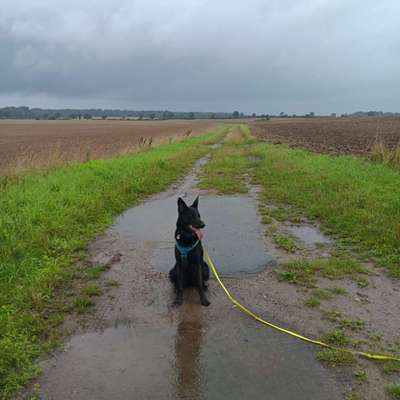 Hundetreffen-Spiel- und Tobepartner gesucht-Bild