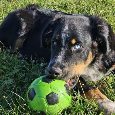 Hundetreffen-Welpen oder Junghundtreffen in Strinz M.-Bild