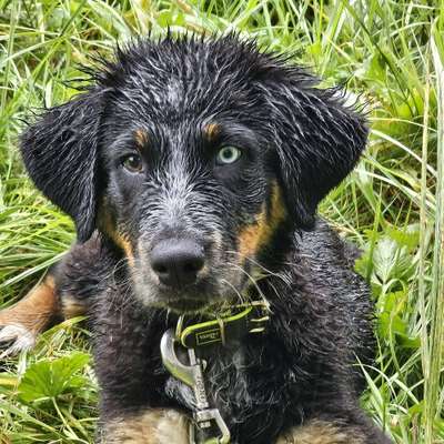 Hundetreffen-Welpen oder Junghundtreffen in Strinz M.-Profilbild