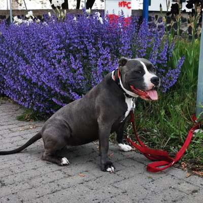 Die Dogorama Monats Challenge "Es grünt und blüht"-Beitrag-Bild