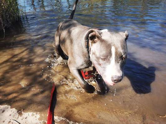 Dogorama-Monats-Challenge-Mai "Wasser"-Beitrag-Bild