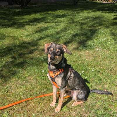 Hundetreffen-Social Walk mit Spielspaß-Bild