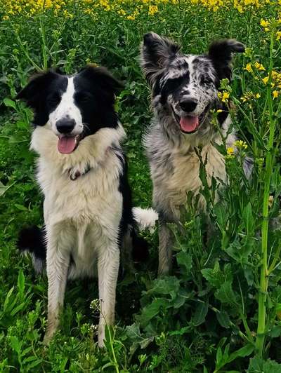 Die Dogorama Monats Challenge "Es grünt und blüht"-Beitrag-Bild