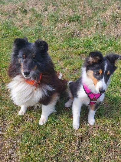 Shelties-Beitrag-Bild