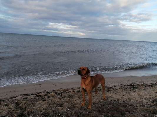 Rhodesian Ridgeback-Beitrag-Bild