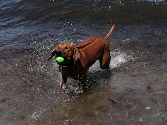 Hundetreffen-Hallöchen, wir suchen Spielkumpels.. .-Bild