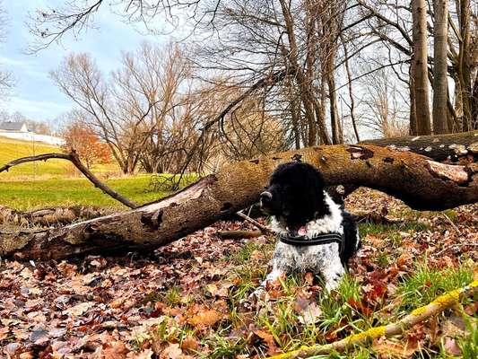 Hundetreffen-Toben und Lernen-Bild