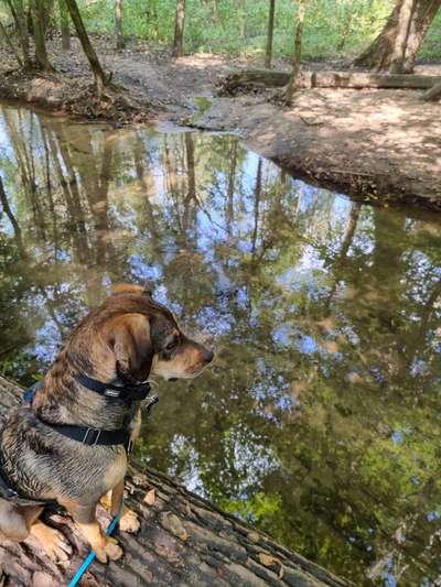 Hundeauslaufgebiet-Dünnwalder Wald-Bild