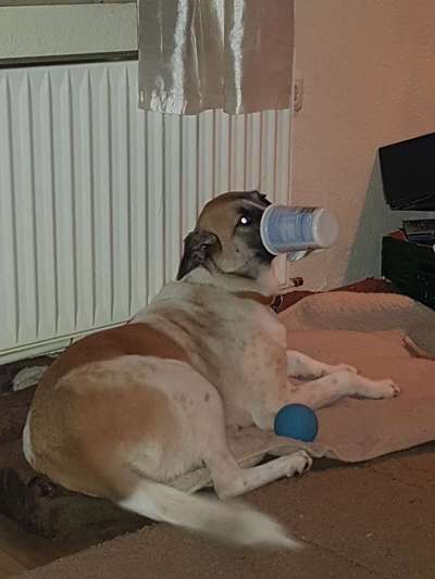 Lustige Bilder-Beitrag-Bild