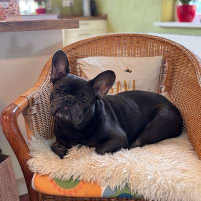 Reha mit Hund - Erfahrungen-Beitrag-Bild