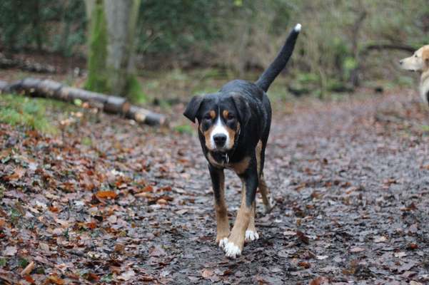 Schweizer Sennenhunde-Beitrag-Bild