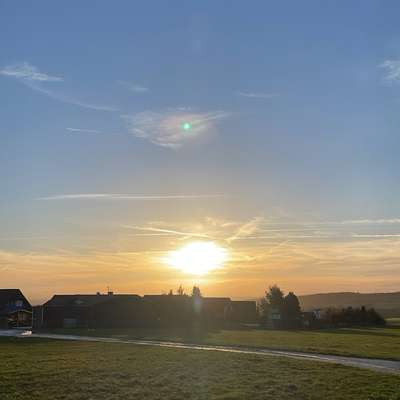 Hundetreffen-Spaziergang Segelflugplatz Weper-Bild