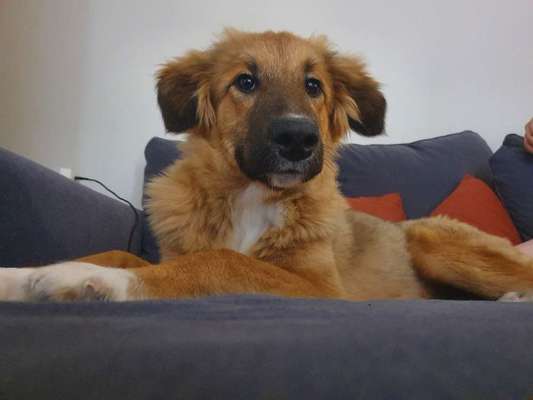 Mischlingshunde Foto Aufruf-Beitrag-Bild