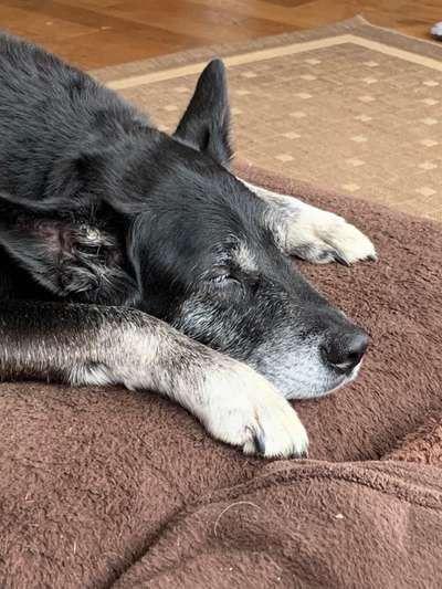 Unsere Fellnasen im Regenbogenland-Beitrag-Bild