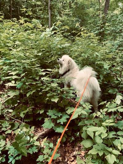 Samojede-Beitrag-Bild