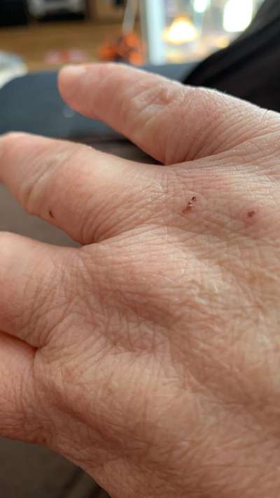 Samojede-Beitrag-Bild