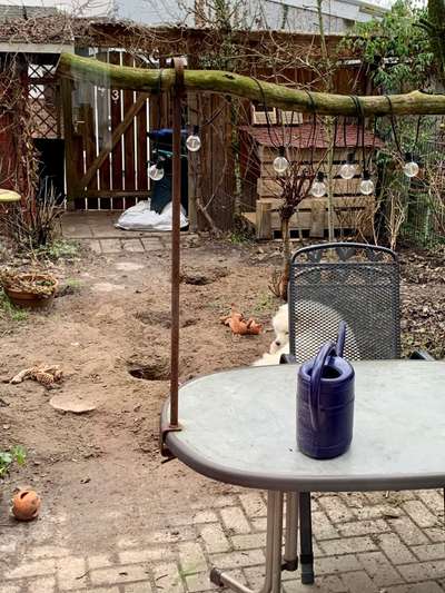 Samojede-Beitrag-Bild