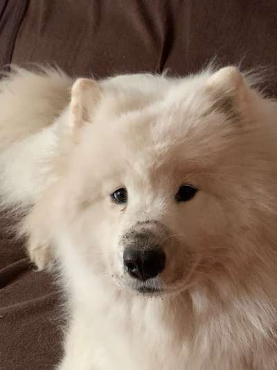 Samojede-Beitrag-Bild