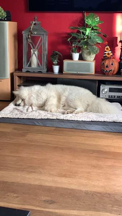 Samojede-Beitrag-Bild