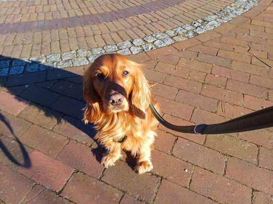 Hundetreffen-Wer hat Lust mit uns Gassi zu gehen in Marienhafe-Bild