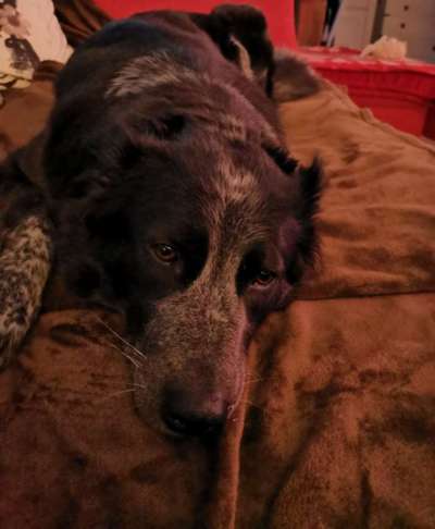 TierschutzhundeStammtisch🐕-Beitrag-Bild